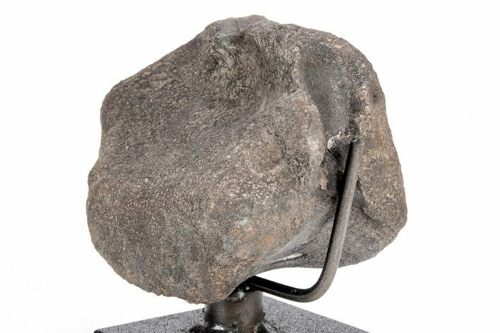 Dinosaur Vertebra with Metal Stand - Two Medicine Formation #192742